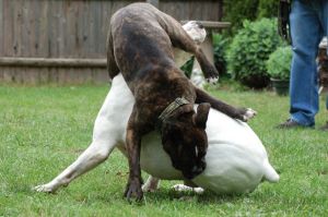 Dogs Playing